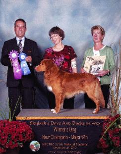 skylark tollers puppies